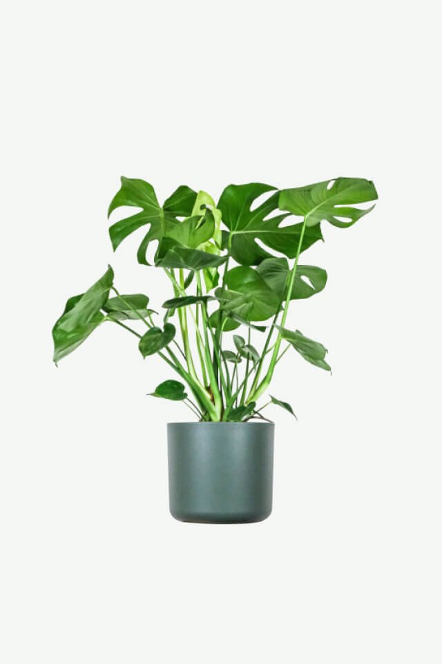 Home plants ecommerce product featured img 14