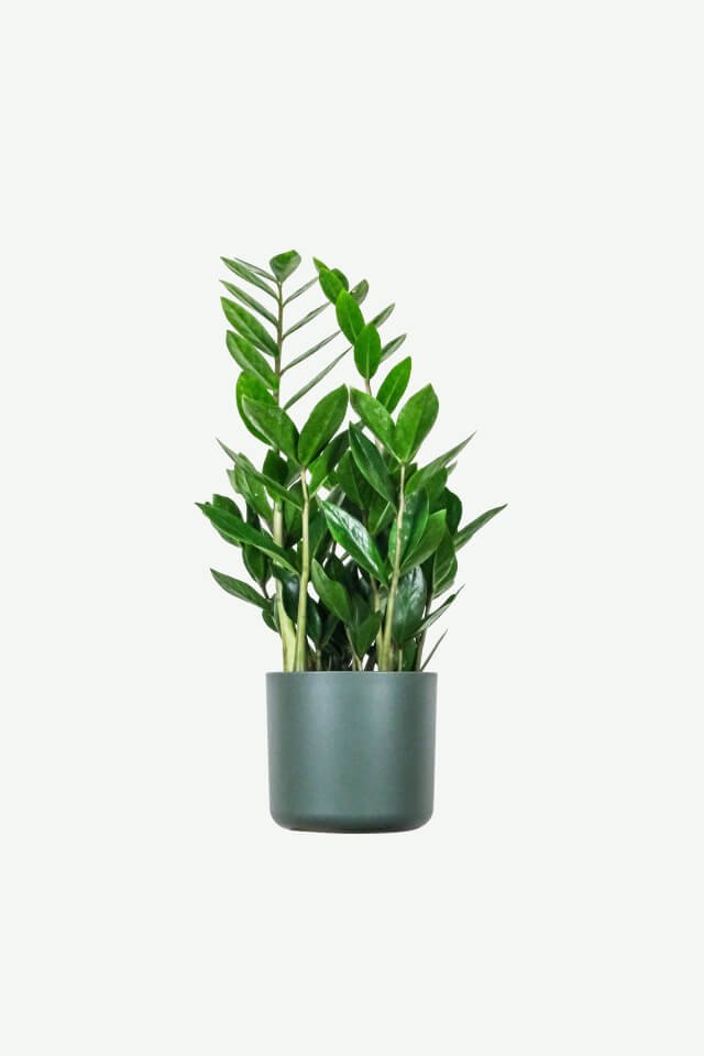 Home plants ecommerce product featured img 16