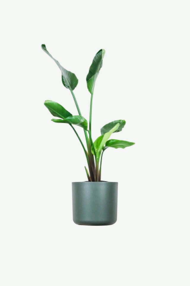 Home plants ecommerce product featured img 4