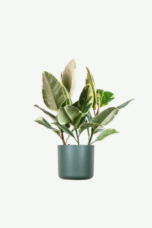 Home plants ecommerce product featured img 7